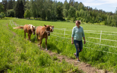 Hevoset saapuivat takaisin Kiipulaan